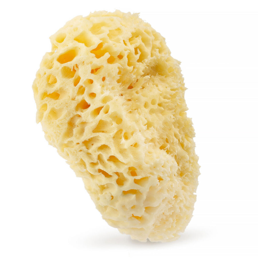 Naturalna gąbka morska (żółta) – 17,5 cm 01H