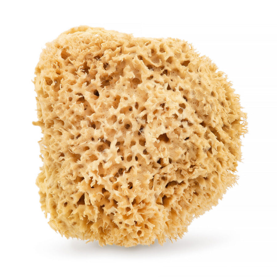 Natural sea sponge (brown) - 17.5 cm 02H