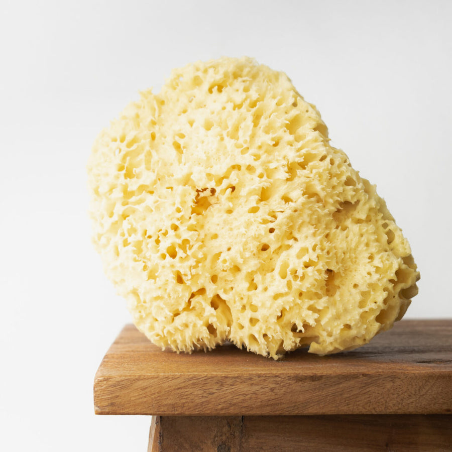 Natural sea sponge (yellow) - 17.5 cm 01H