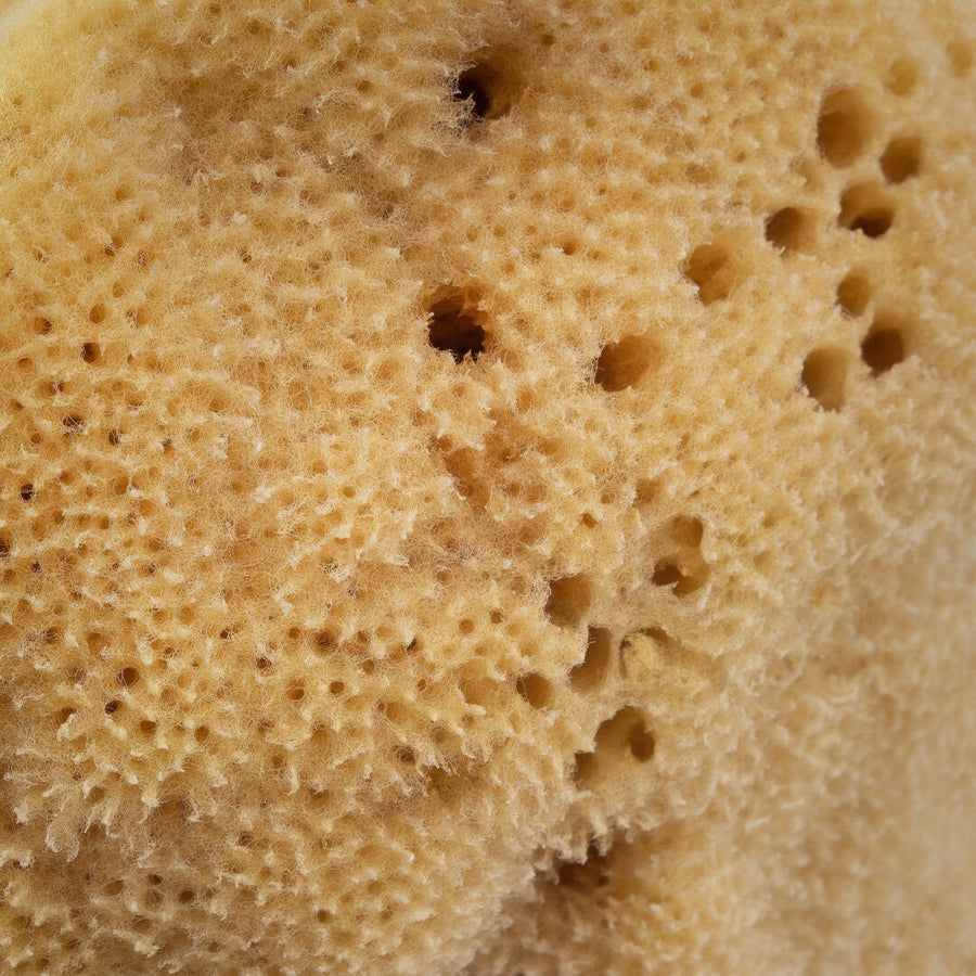 Natural sea sponge (brown) - 12.5 cm 01F