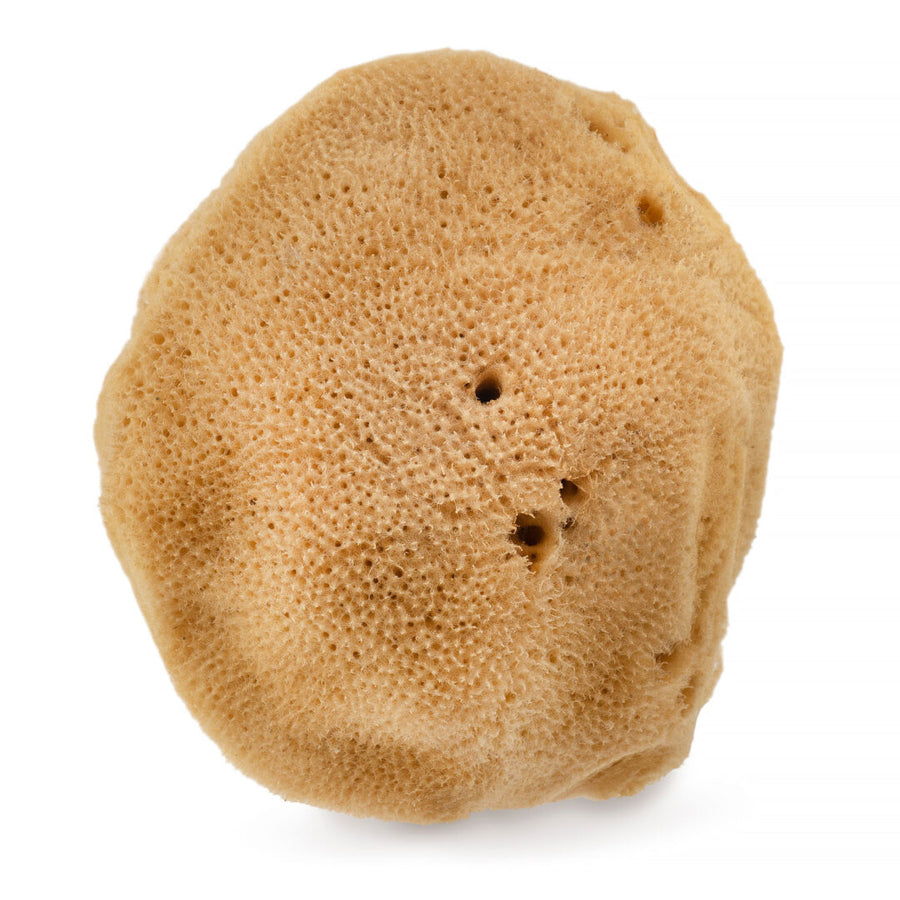 Natural sea sponge (brown) - 9.5 cm 02F